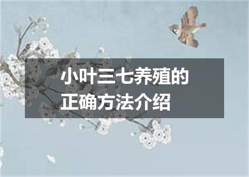 小叶三七养殖的正确方法介绍