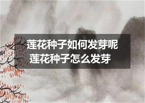 莲花种子如何发芽呢 莲花种子怎么发芽