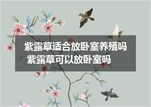 紫露草适合放卧室养殖吗 紫露草可以放卧室吗