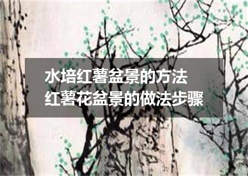 水培红薯盆景的方法 红薯花盆景的做法步骤