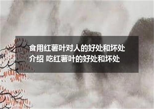 食用红薯叶对人的好处和坏处介绍 吃红薯叶的好处和坏处