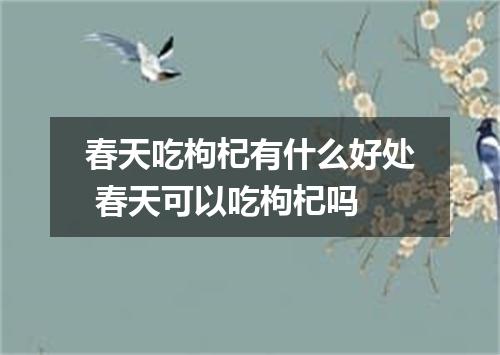 春天吃枸杞有什么好处 春天可以吃枸杞吗