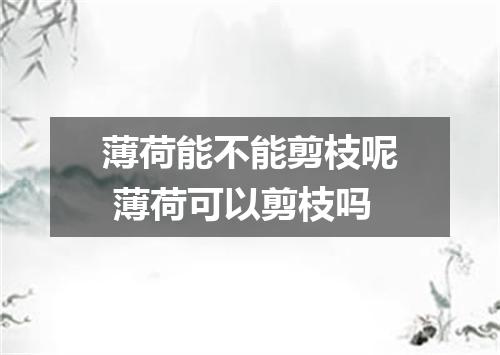 薄荷能不能剪枝呢 薄荷可以剪枝吗