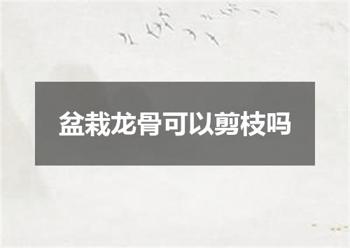 盆栽龙骨可以剪枝吗