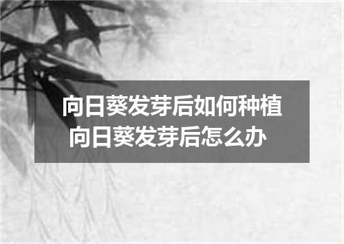 向日葵发芽后如何种植 向日葵发芽后怎么办