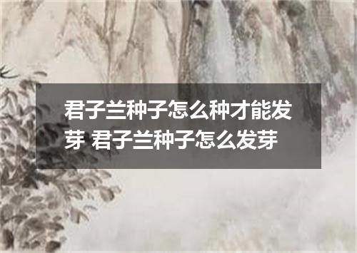 君子兰种子怎么种才能发芽 君子兰种子怎么发芽