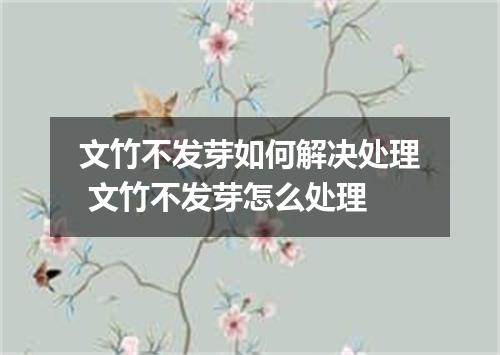 文竹不发芽如何解决处理 文竹不发芽怎么处理