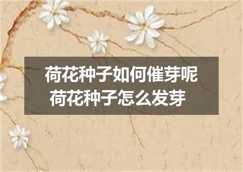 荷花种子如何催芽呢 荷花种子怎么发芽