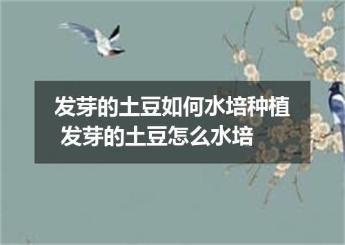 发芽的土豆如何水培种植 发芽的土豆怎么水培