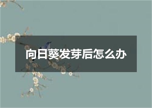 向日葵发芽后怎么办