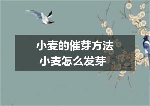 小麦的催芽方法 小麦怎么发芽