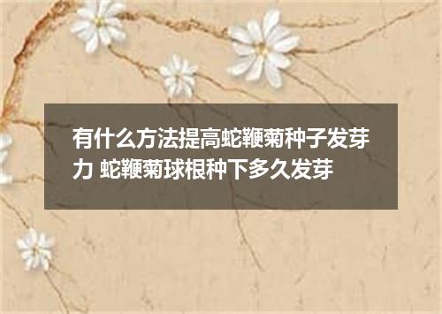 有什么方法提高蛇鞭菊种子发芽力 蛇鞭菊球根种下多久发芽