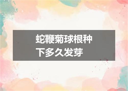 蛇鞭菊球根种下多久发芽