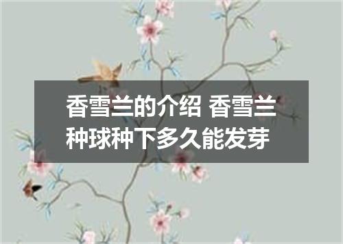 香雪兰的介绍 香雪兰种球种下多久能发芽