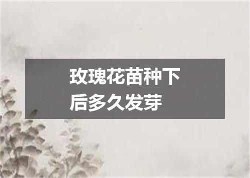 玫瑰花苗种下后多久发芽