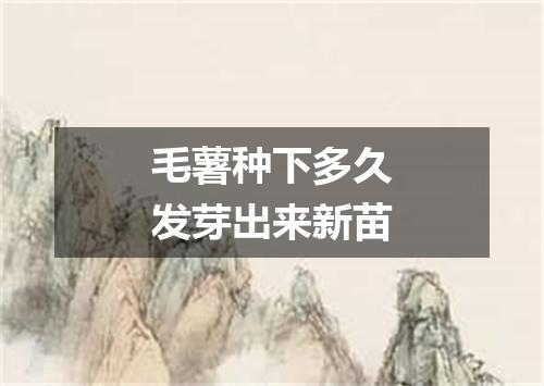 毛薯种下多久发芽出来新苗