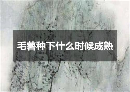 毛薯种下什么时候成熟