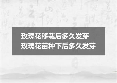 玫瑰花移栽后多久发芽 玫瑰花苗种下后多久发芽