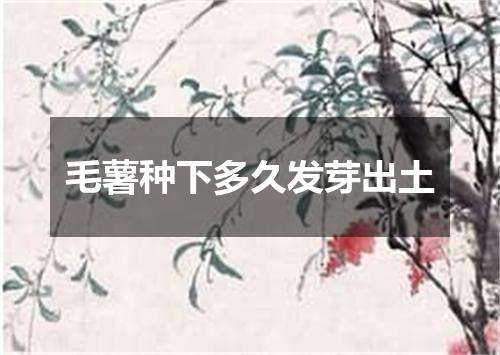 毛薯种下多久发芽出土