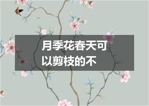 月季花春天可以剪枝的不