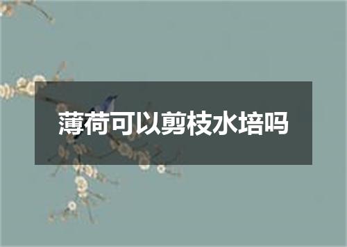 薄荷可以剪枝水培吗