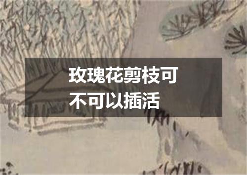 玫瑰花剪枝可不可以插活