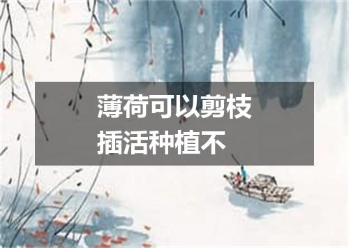 薄荷可以剪枝插活种植不