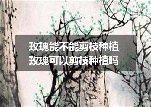 玫瑰能不能剪枝种植 玫瑰可以剪枝种植吗