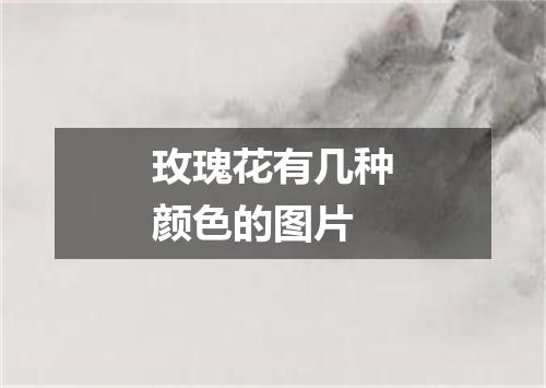 玫瑰花有几种颜色的图片