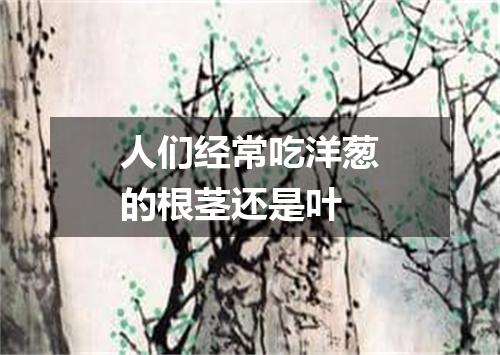 人们经常吃洋葱的根茎还是叶