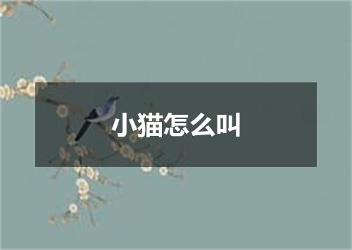小猫怎么叫