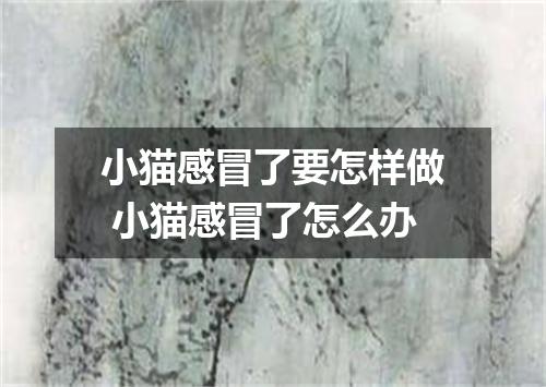 小猫感冒了要怎样做 小猫感冒了怎么办