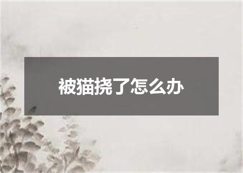 被猫挠了怎么办