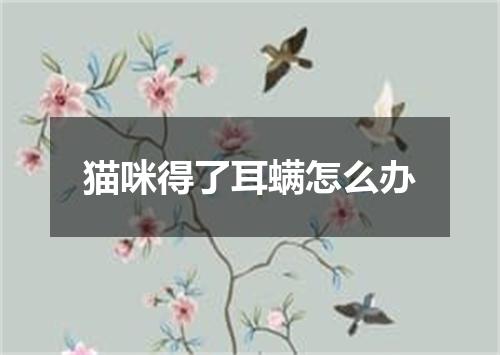 猫咪得了耳螨怎么办