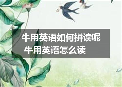 牛用英语如何拼读呢 牛用英语怎么读