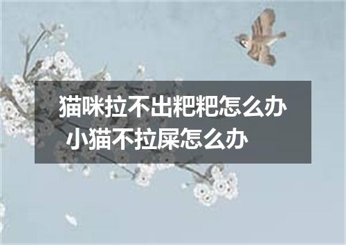 猫咪拉不出粑粑怎么办 小猫不拉屎怎么办