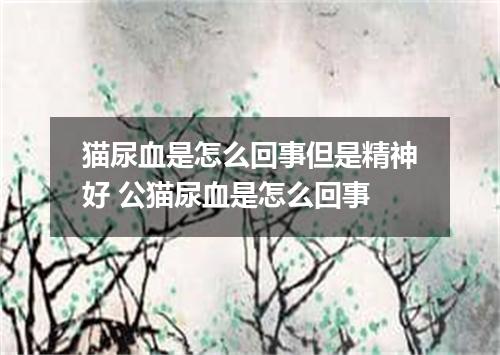 猫尿血是怎么回事但是精神好 公猫尿血是怎么回事