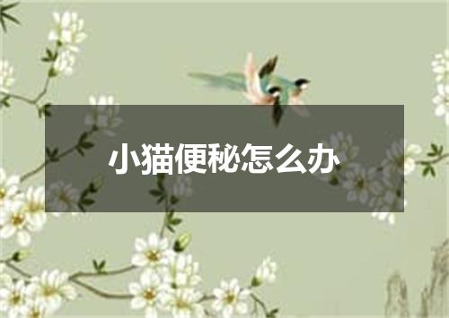 小猫便秘怎么办