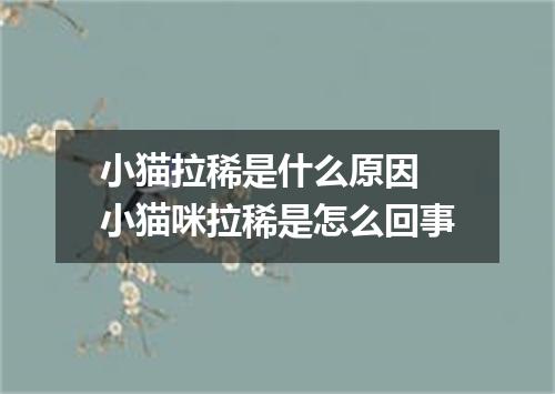 小猫拉稀是什么原因 小猫咪拉稀是怎么回事