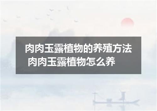 肉肉玉露植物的养殖方法 肉肉玉露植物怎么养