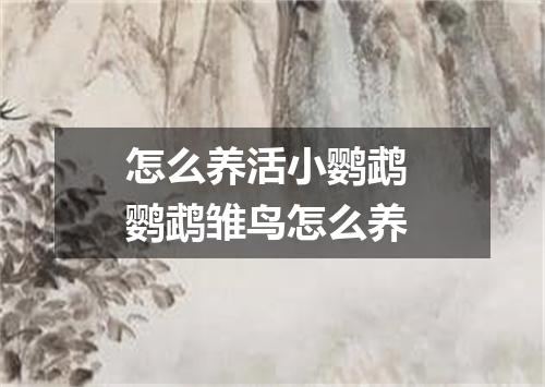 怎么养活小鹦鹉 鹦鹉雏鸟怎么养