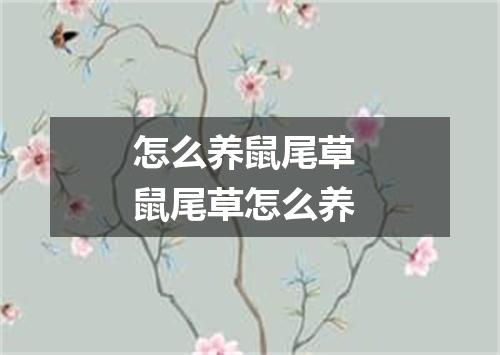 怎么养鼠尾草 鼠尾草怎么养