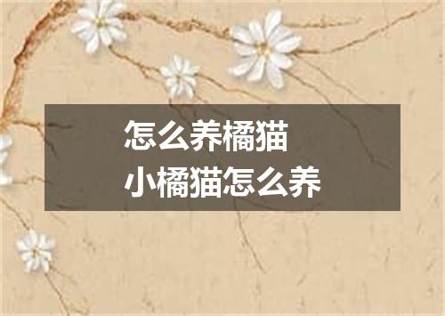 怎么养橘猫 小橘猫怎么养