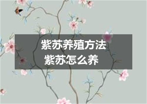 紫苏养殖方法 紫苏怎么养