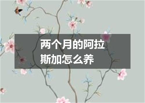 两个月的阿拉斯加怎么养