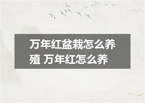 万年红盆栽怎么养殖 万年红怎么养