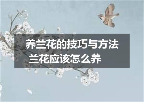 养兰花的技巧与方法 兰花应该怎么养