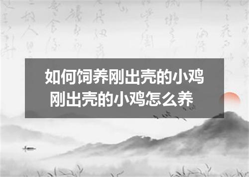 如何饲养刚出壳的小鸡 刚出壳的小鸡怎么养