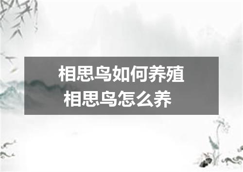 相思鸟如何养殖 相思鸟怎么养