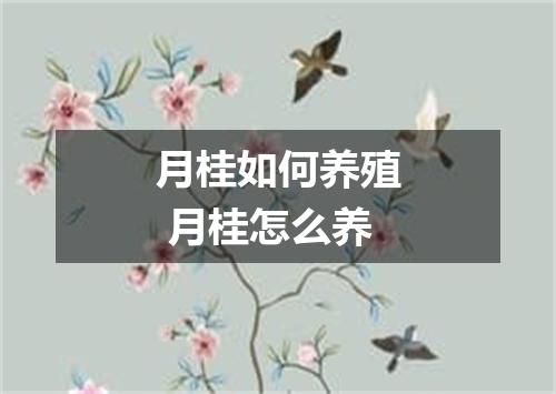 月桂如何养殖 月桂怎么养
